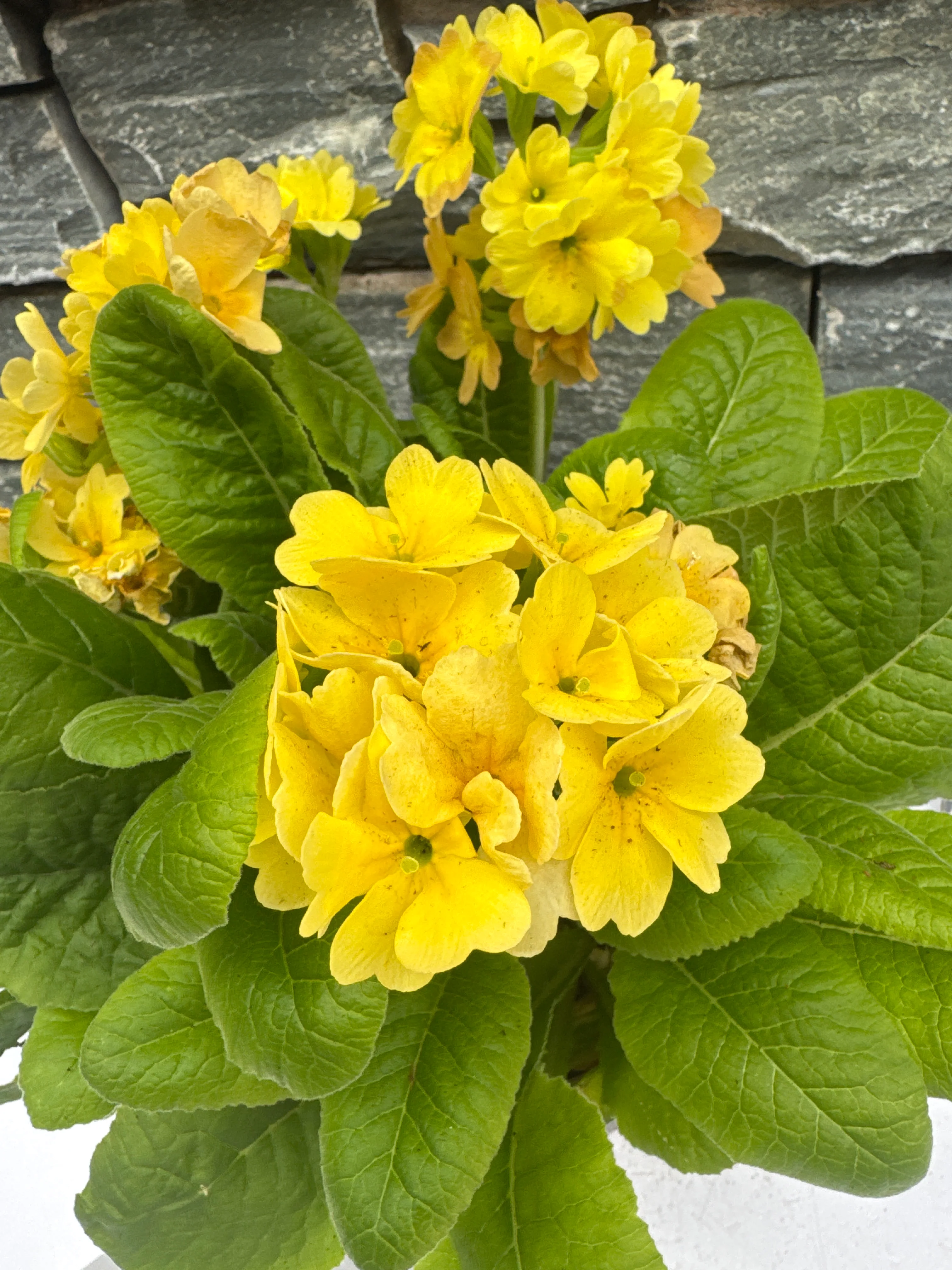Primula Polyanthus Officinalis Lemon - Image 2
