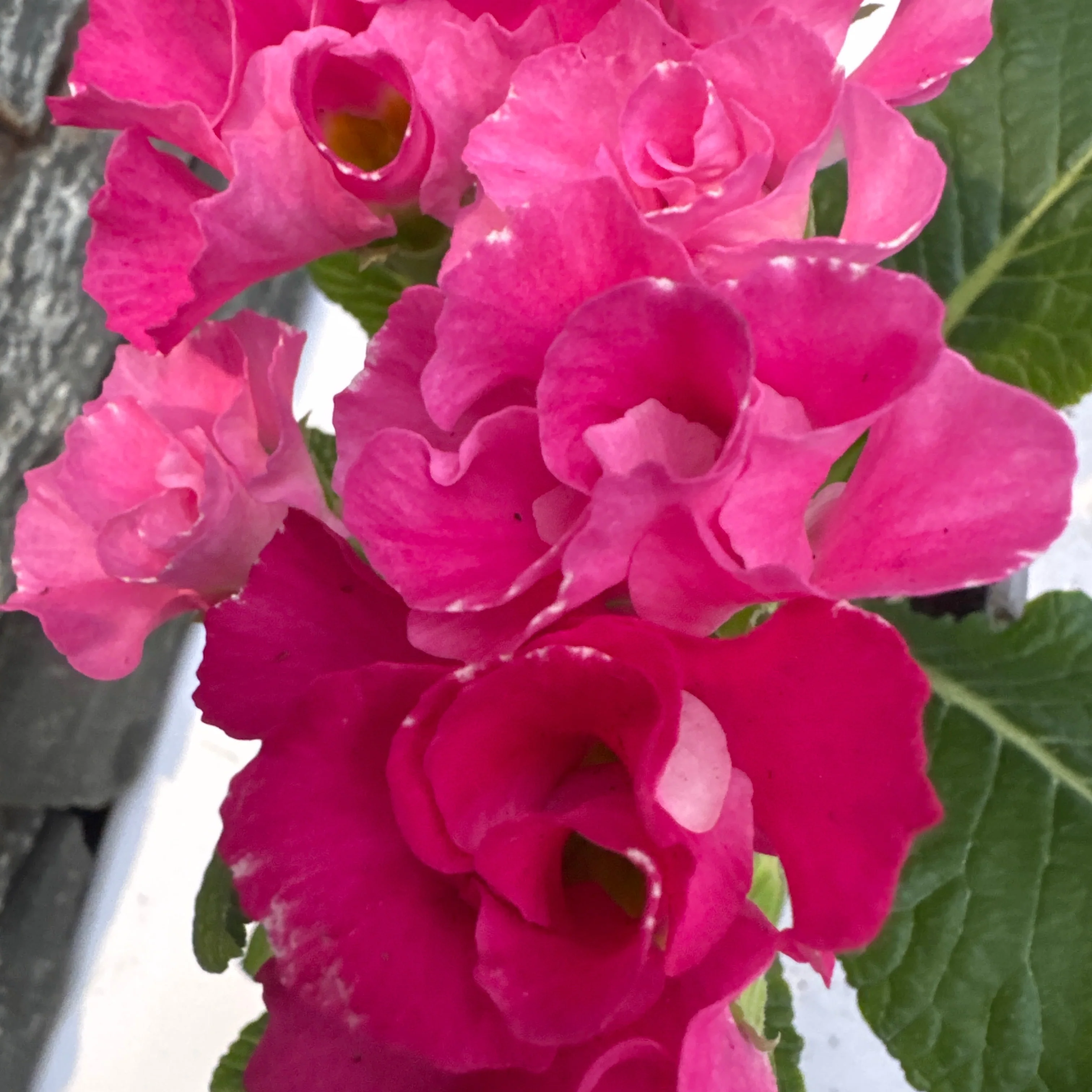 Primula Rosebud Rose Shades  P11 - Image 2