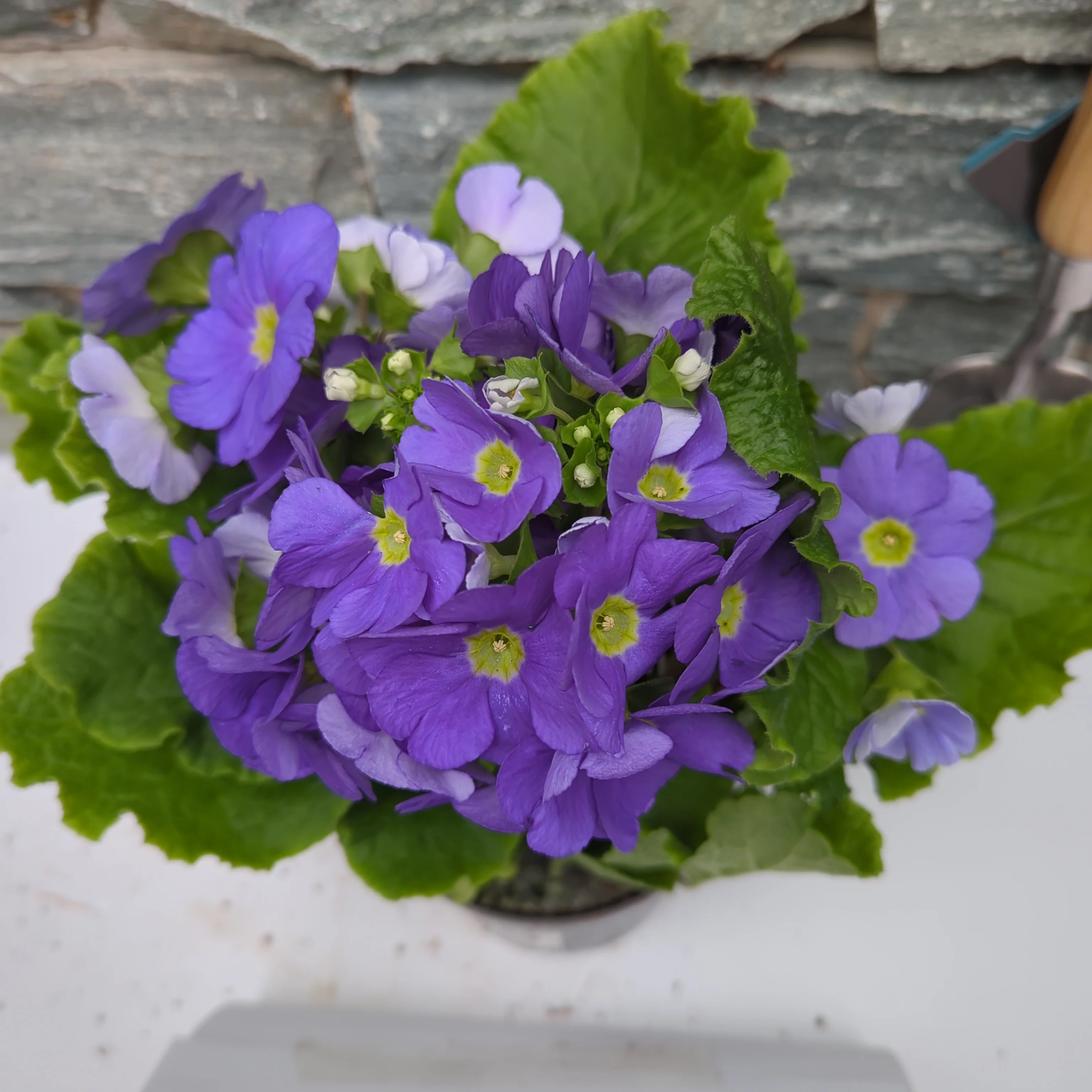 Primula Sweet Kisses blue  P12 - Image 2