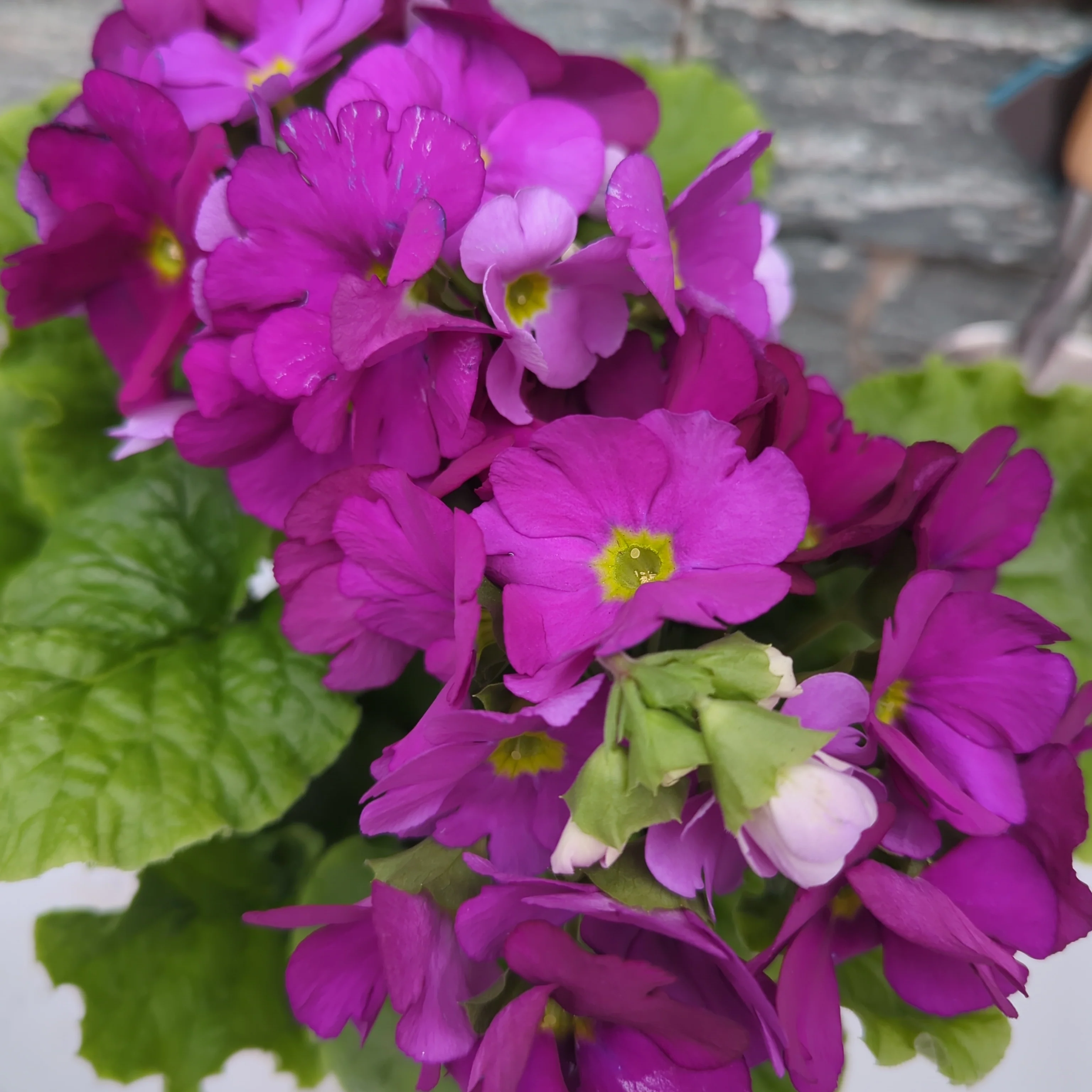 Primula Sweet Kisses violet  P12 - Image 2