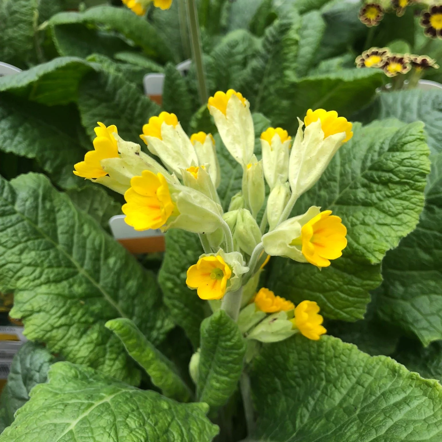 Primula veris - Image 2