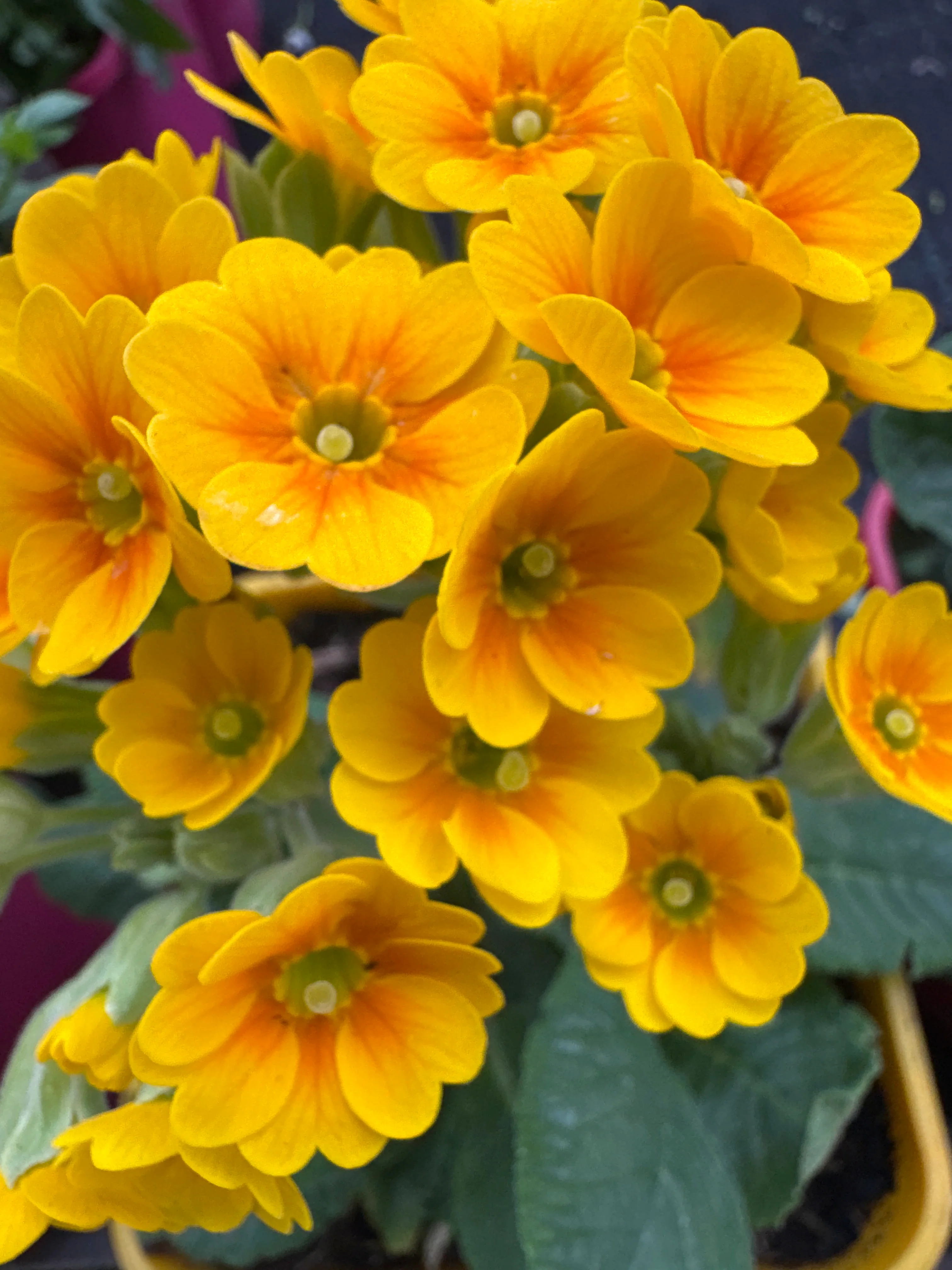 Primula veris - Image 4