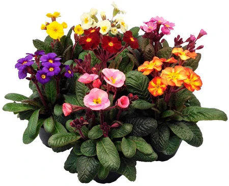 Primula veris Gold Nugget mix