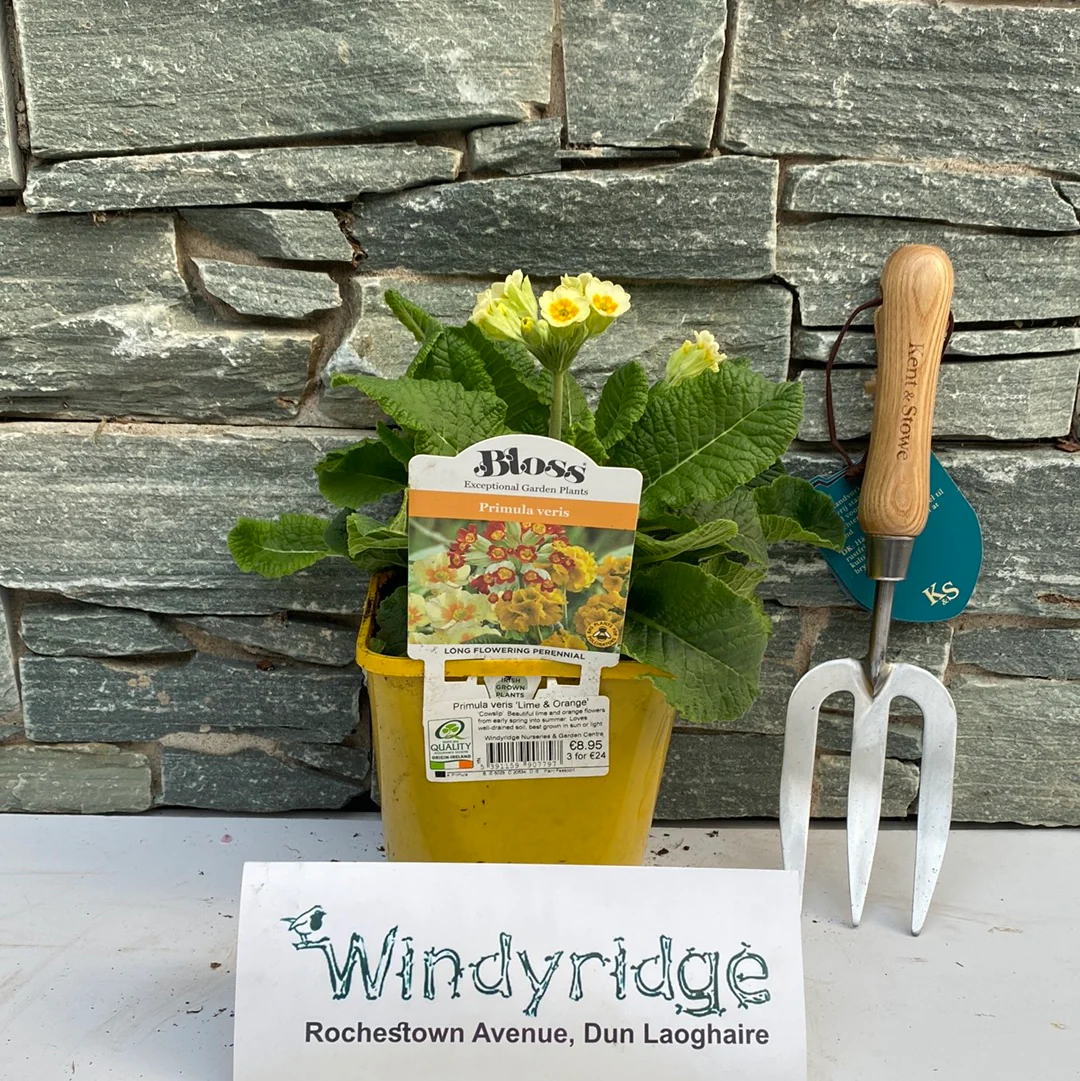 Primula veris Lime & Orange