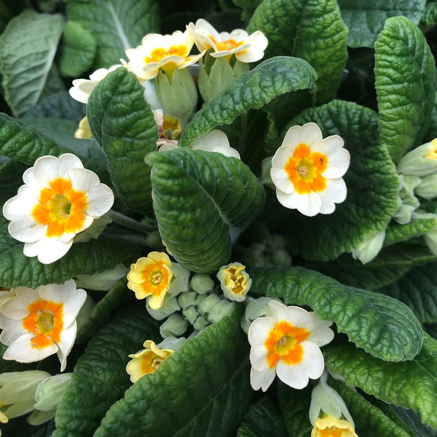 Primula veris Lime & Orange - Image 2