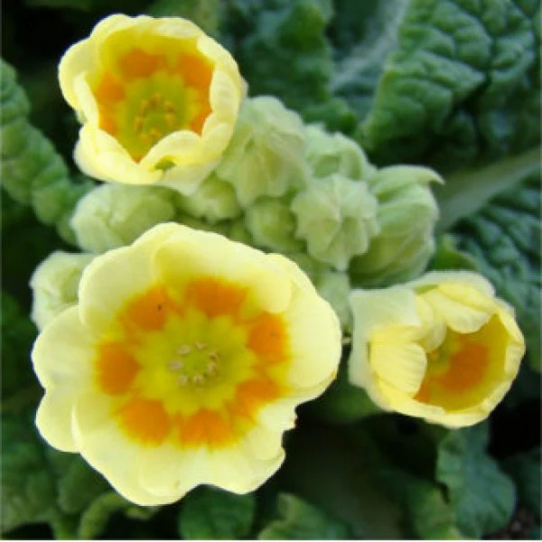 Primula veris Lime & Orange - Image 3