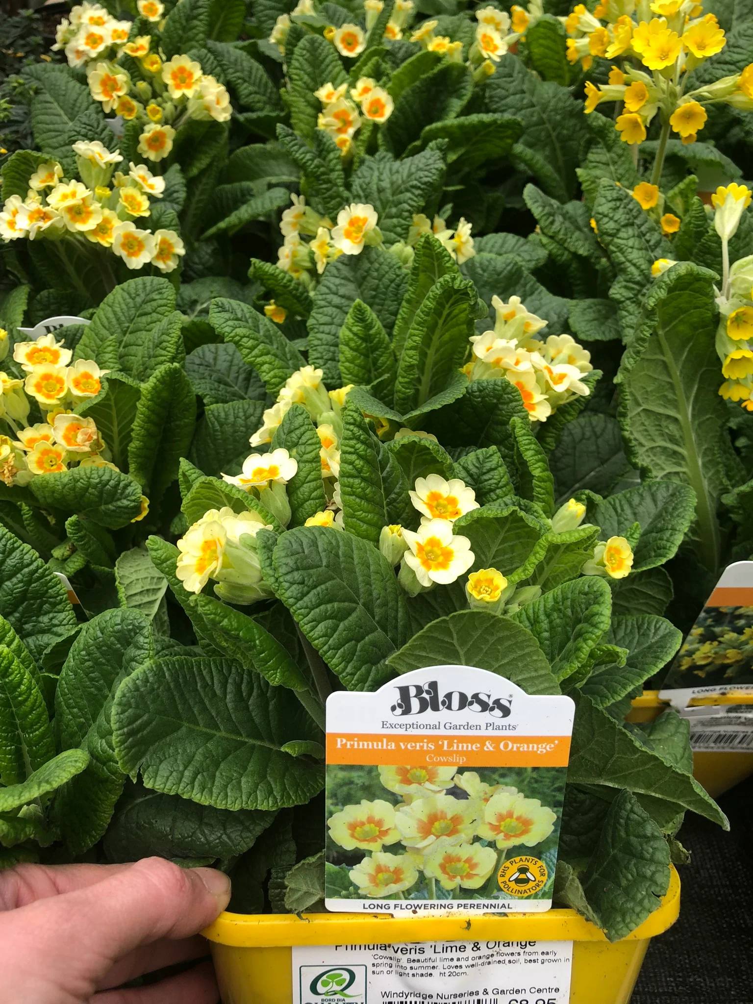 Primula veris Lime & Orange - Image 4
