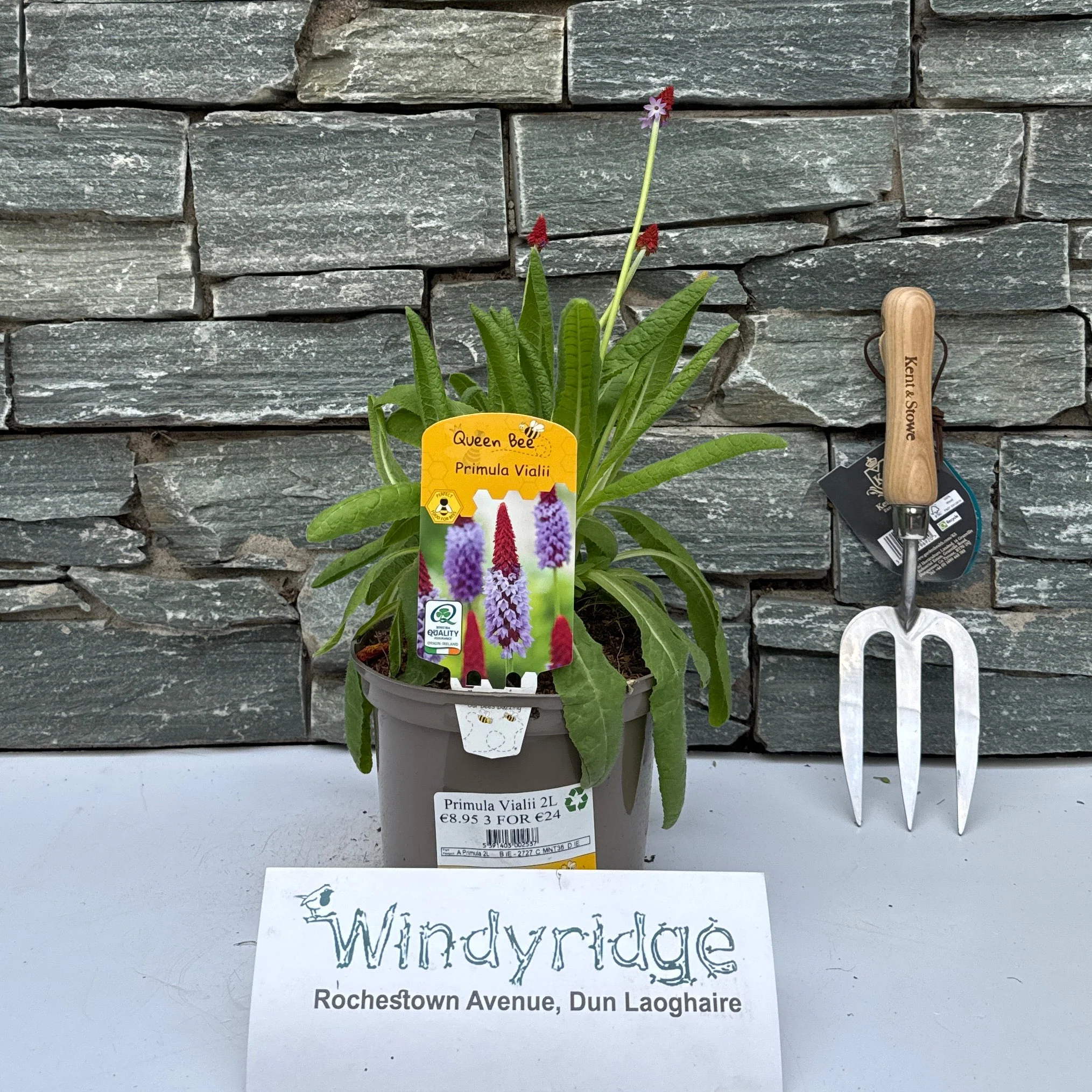 Primula Vialii 2L