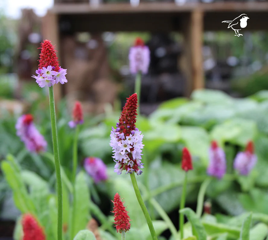 Primula vialii