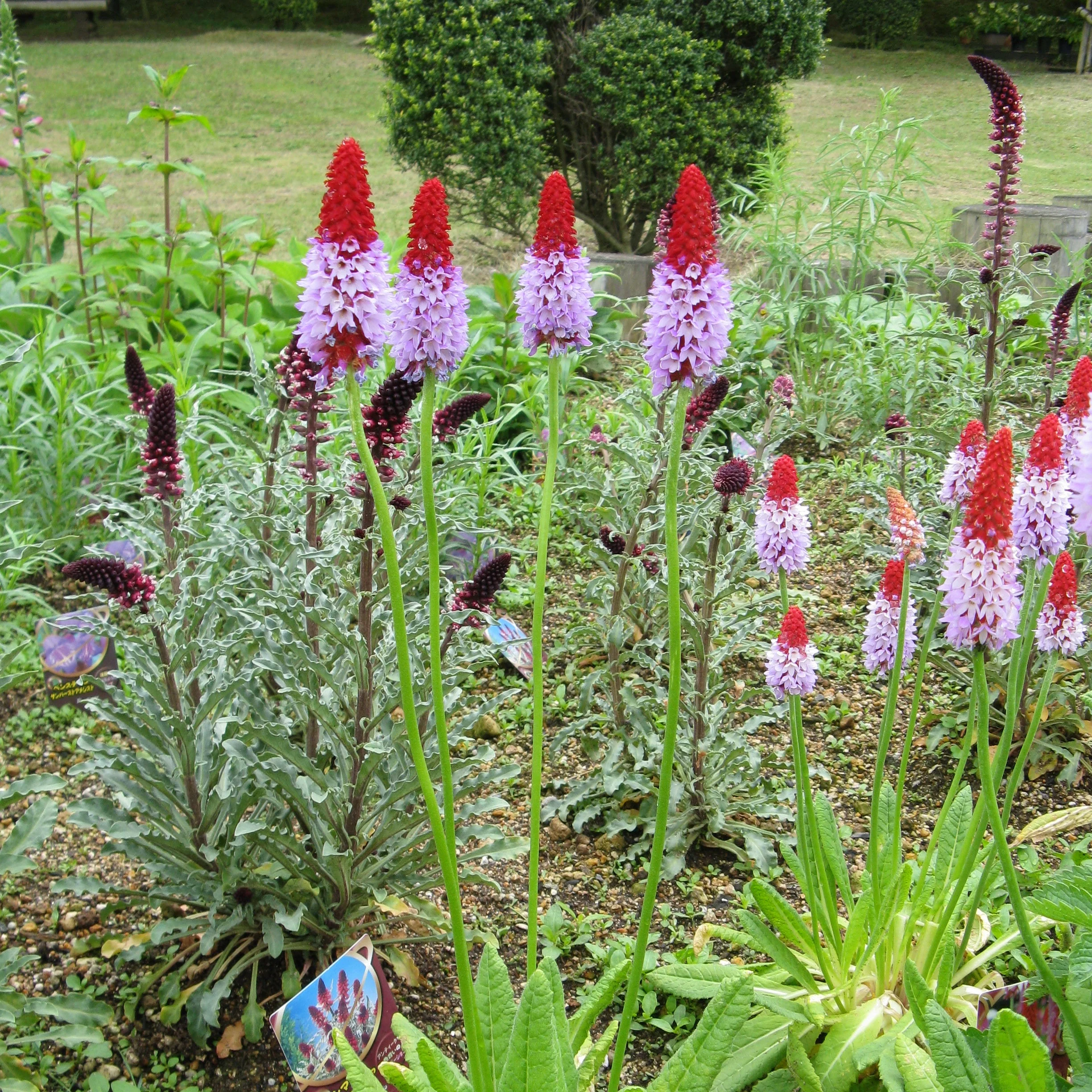 Primula Viallii - Image 2
