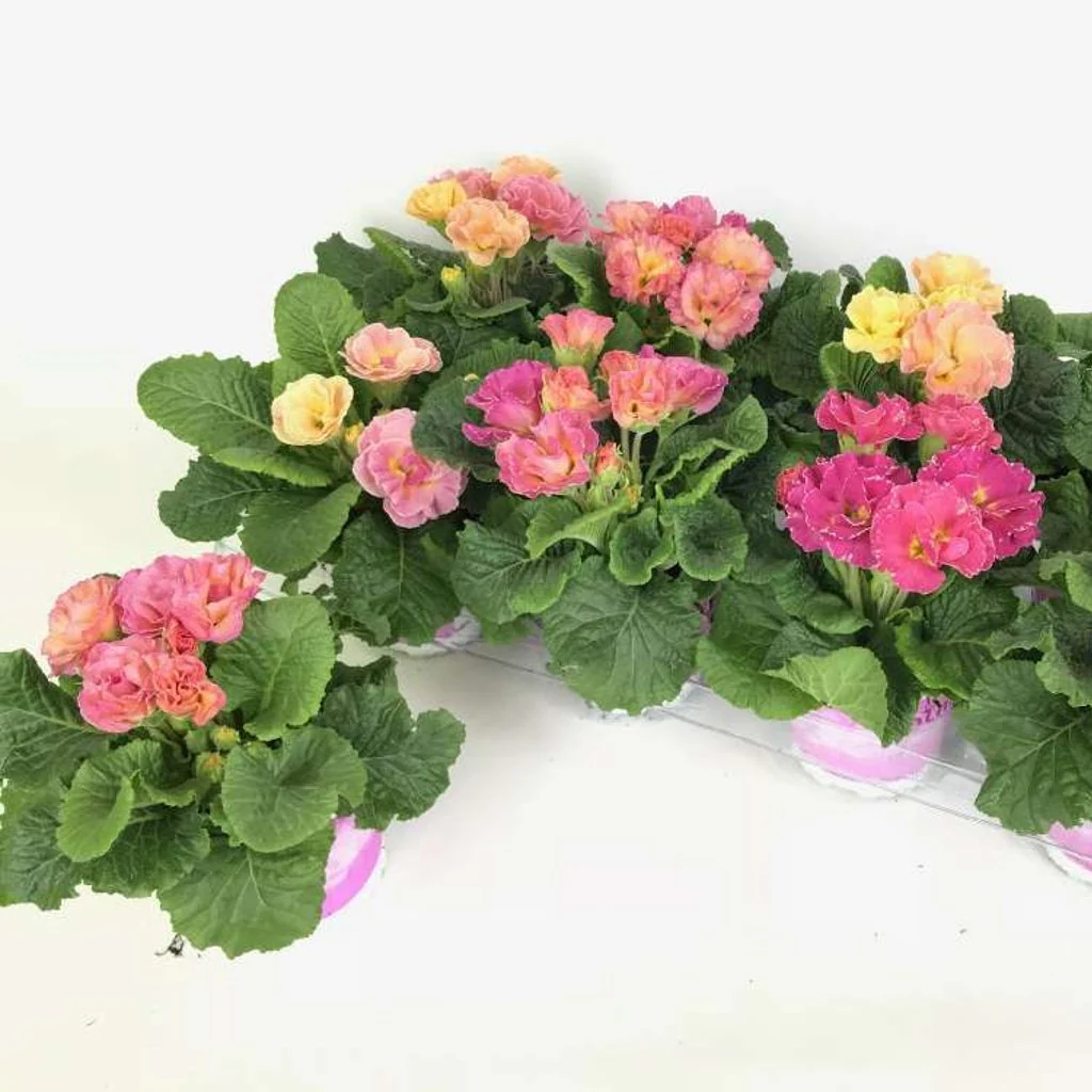 Primula vulg. Girls Delight  P11 - Image 2