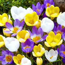 PROMO CROCUS SPECIE MIXED COLOURS X 50 - Image 2