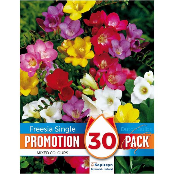 PROMO FREESIA MIXED COLOURS