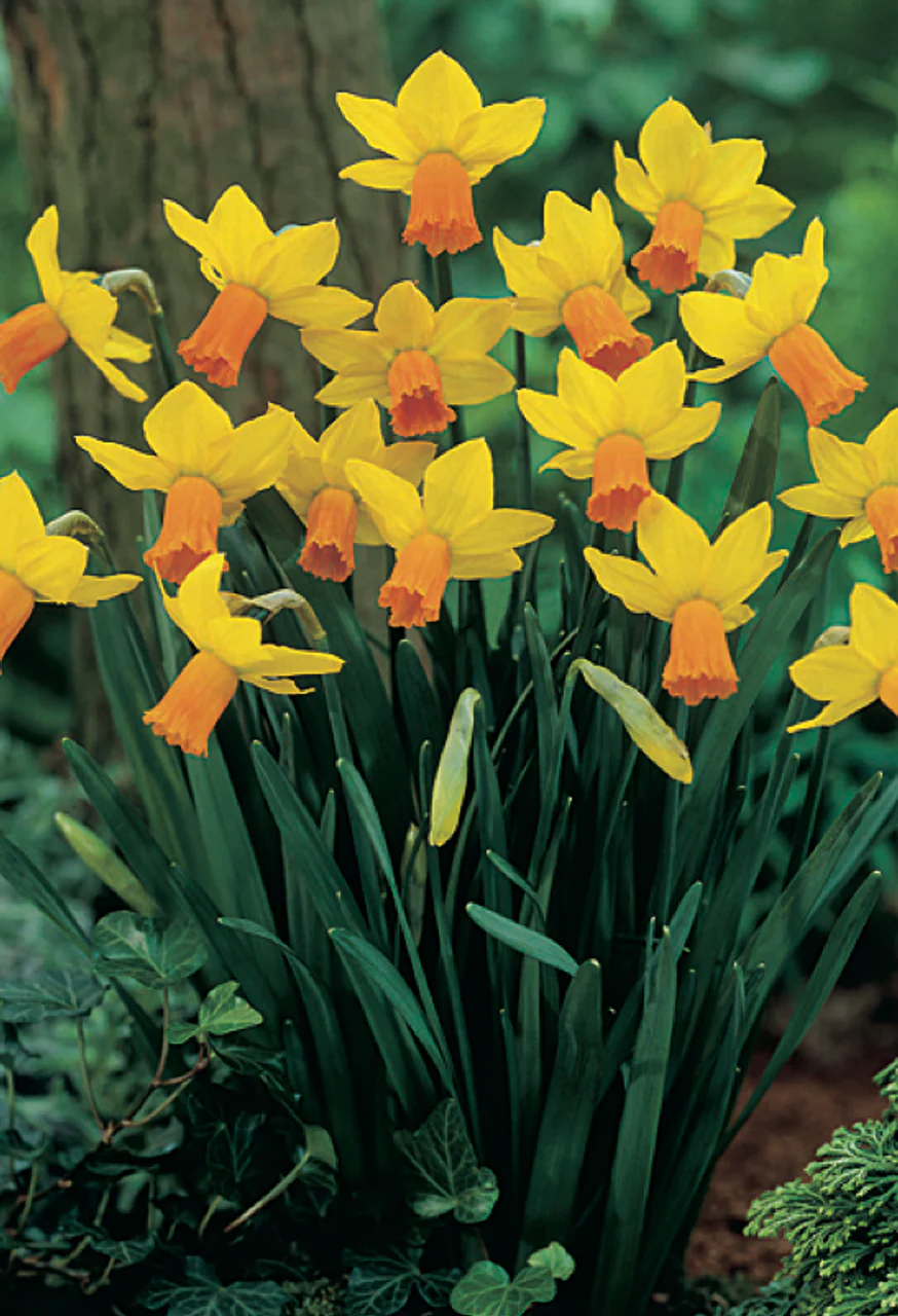 PROMO NARCISSUS JETFIRE X 20 - Image 2