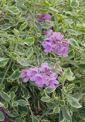 Prostanthera oval. Variegata