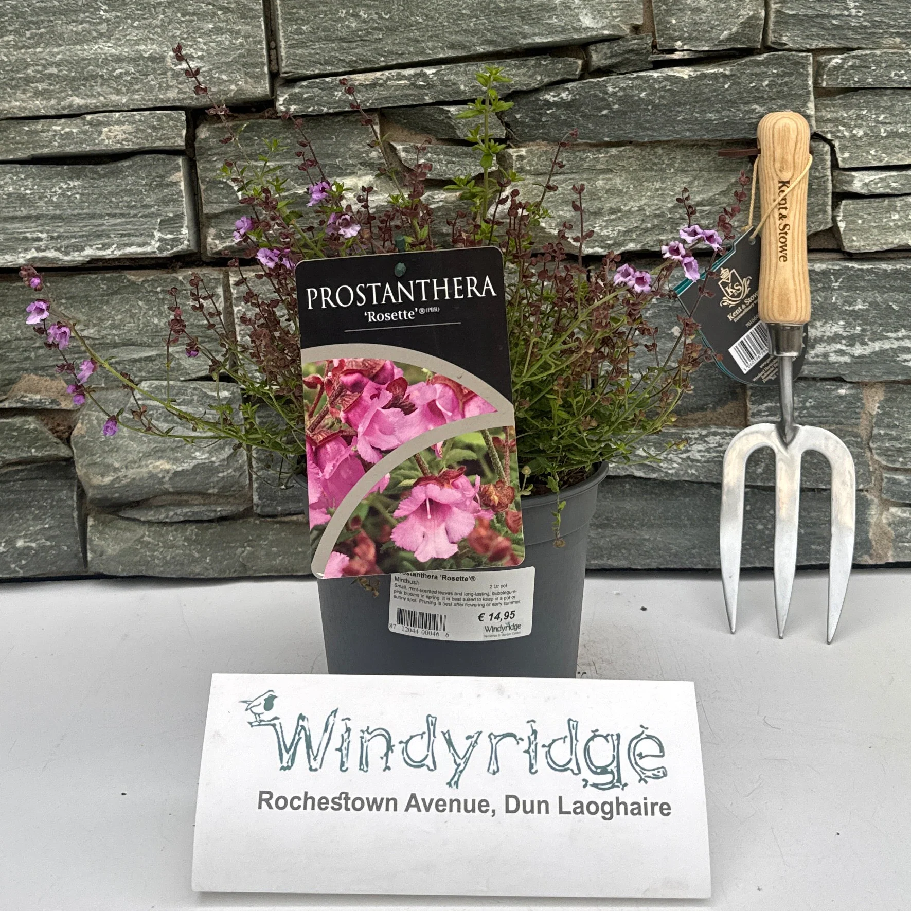 Prostanthera 'Rosette' 2 Ltr pot