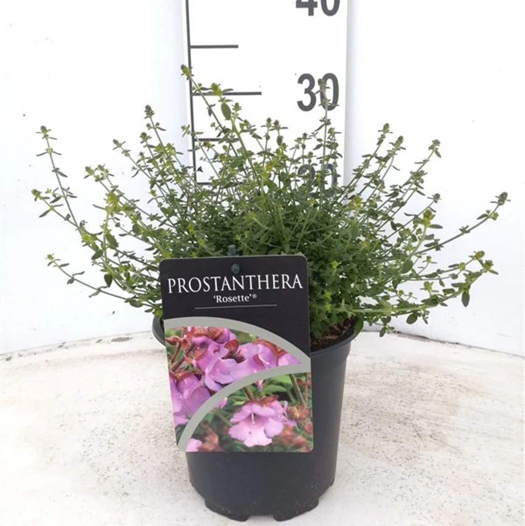 Prostanthera 'Rosette' 2 Ltr pot - Image 2
