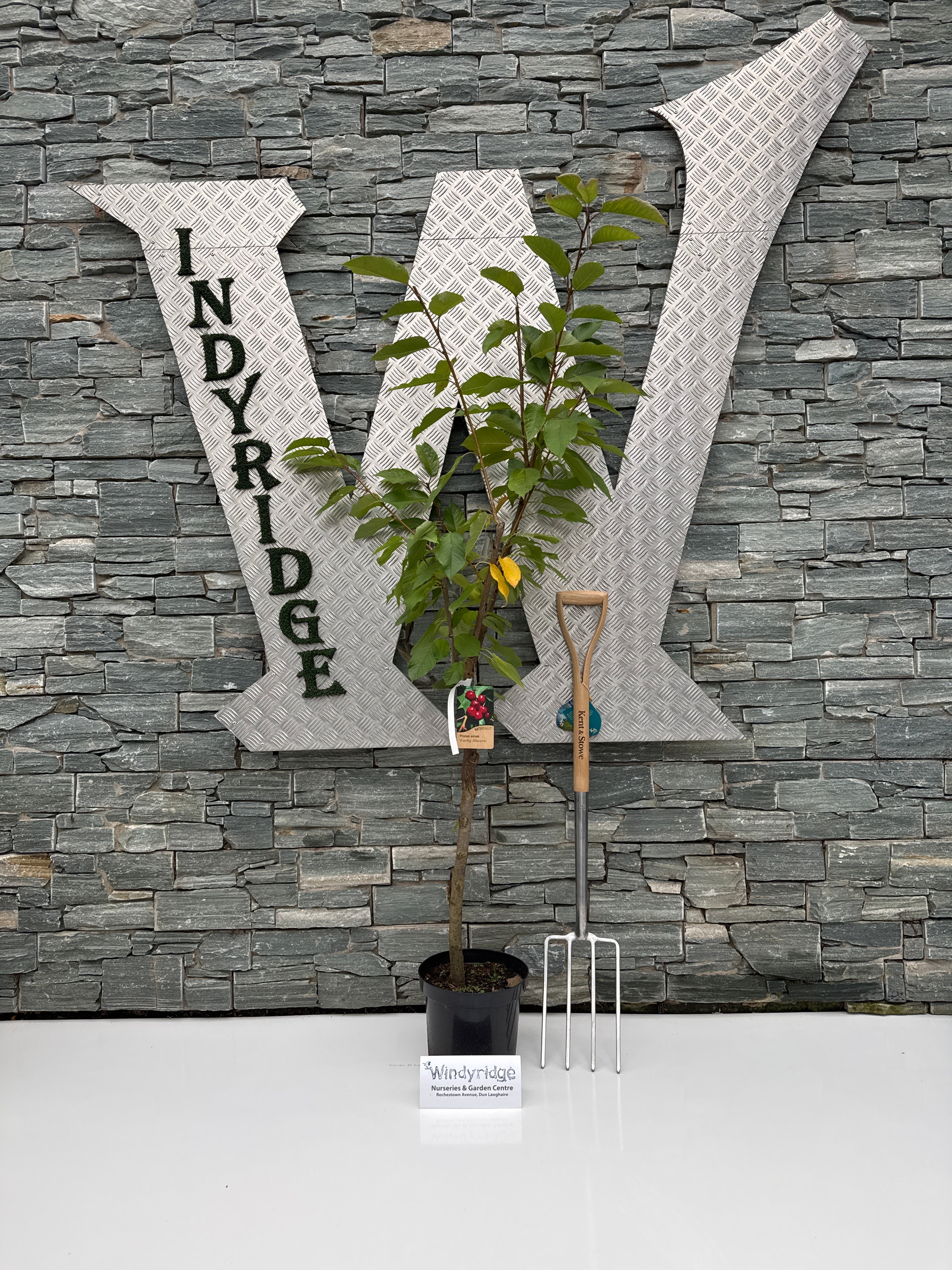 Prunus a. Early Rivers 7.5L - Image 2