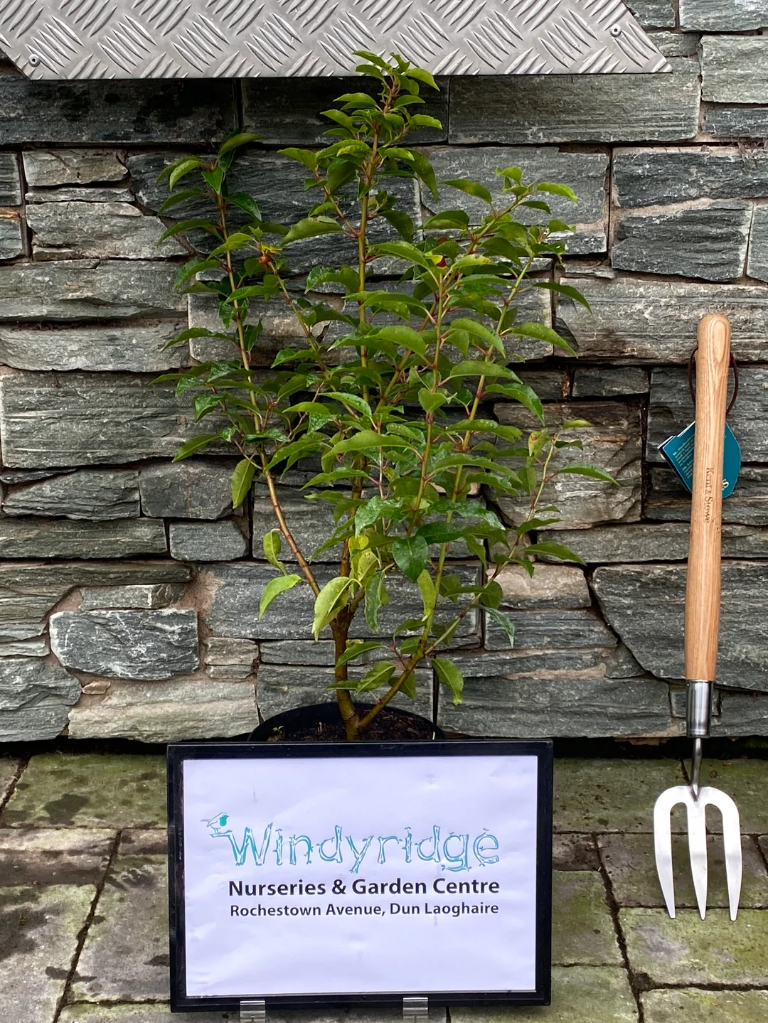 Prunus Angustfolia 3L - Image 2