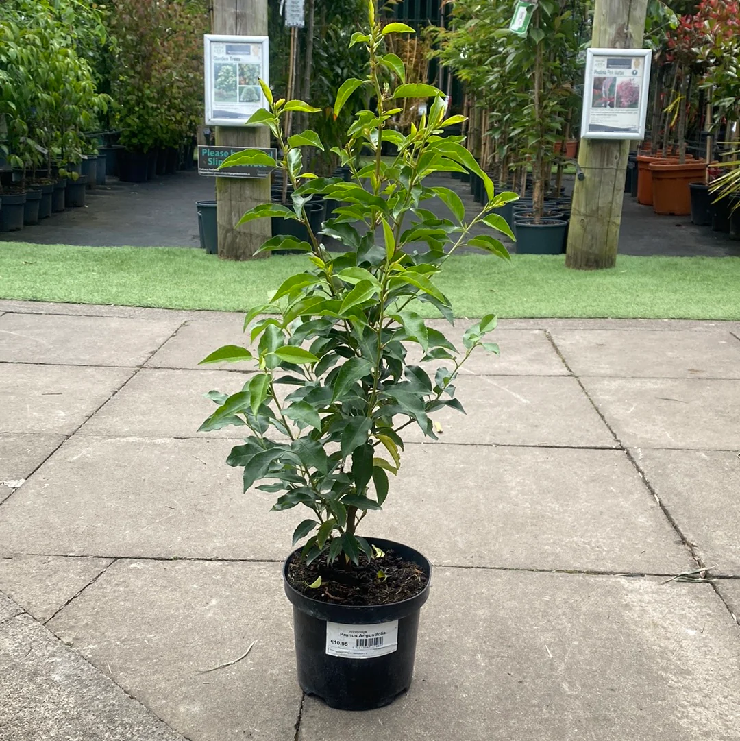 Prunus Angustfolia 3L - Image 3