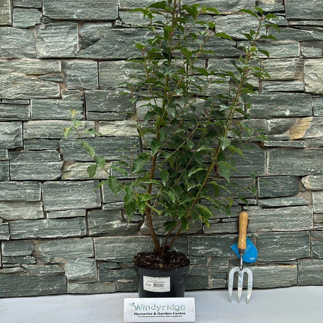 Prunus Angustfolia 3L - Image 4