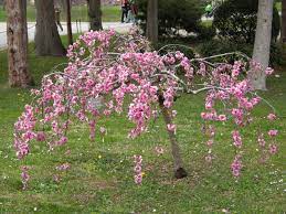 Prunus Cheals Weeping - Image 2