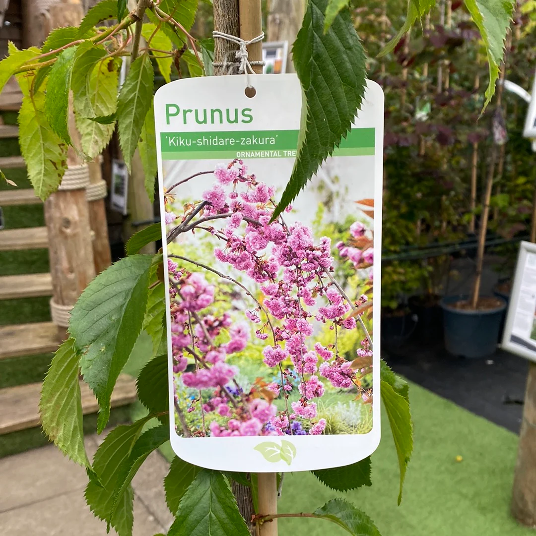Prunus Cheals Weeping - Image 3