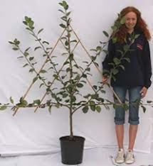 Prunus domestica Victoria  P24 - Fantrained