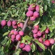 Prunus domestica Victoria  P24 - Fantrained - Image 2