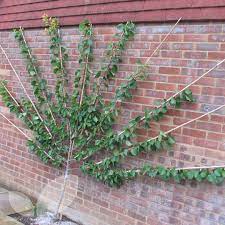 Prunus domestica Victoria  P24 - Fantrained - Image 3