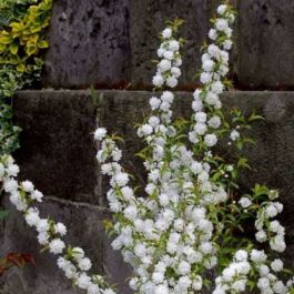 Prunus glan. Alba Plena - Image 2