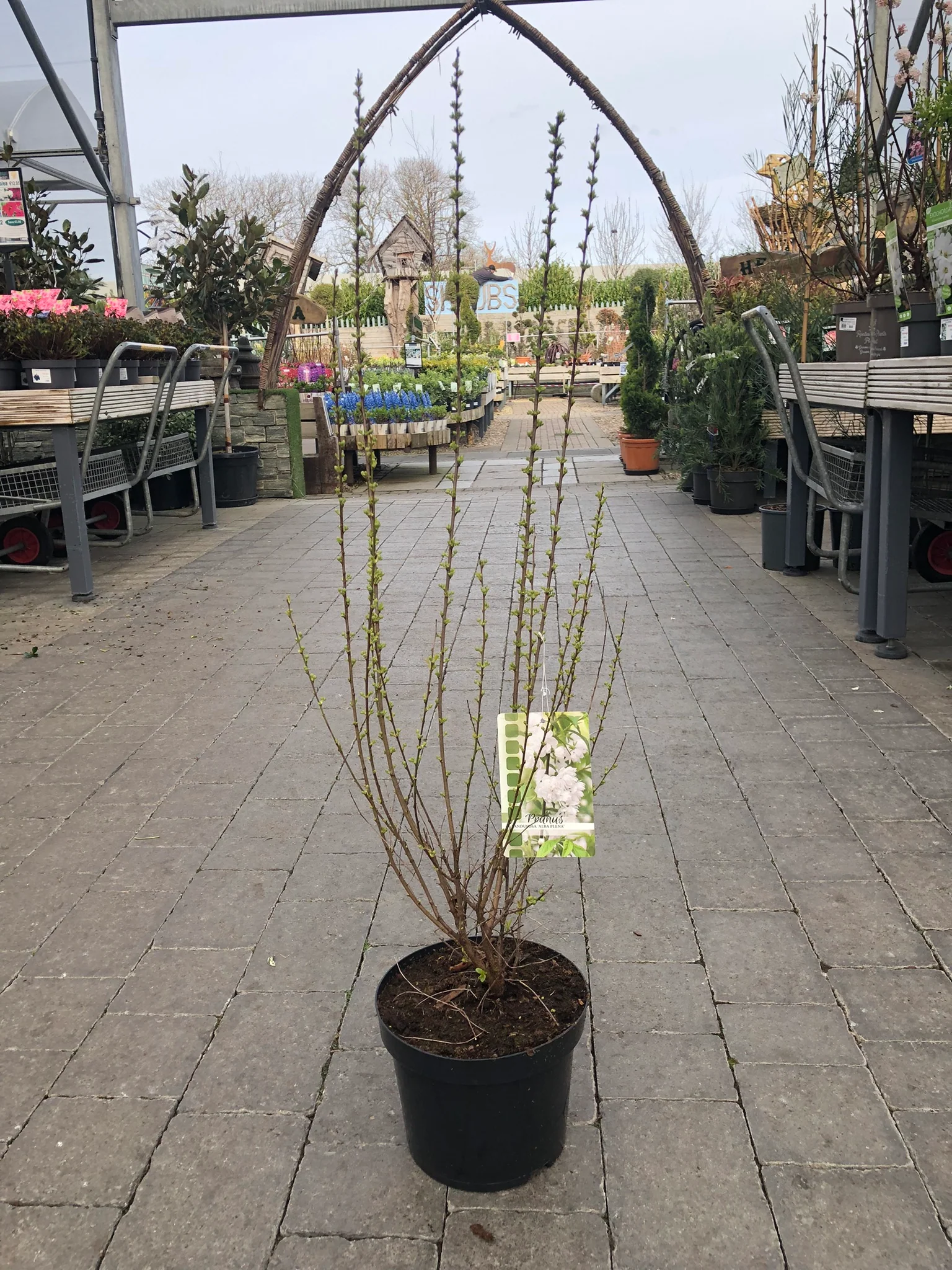 Prunus glan. Alba Plena - Image 3