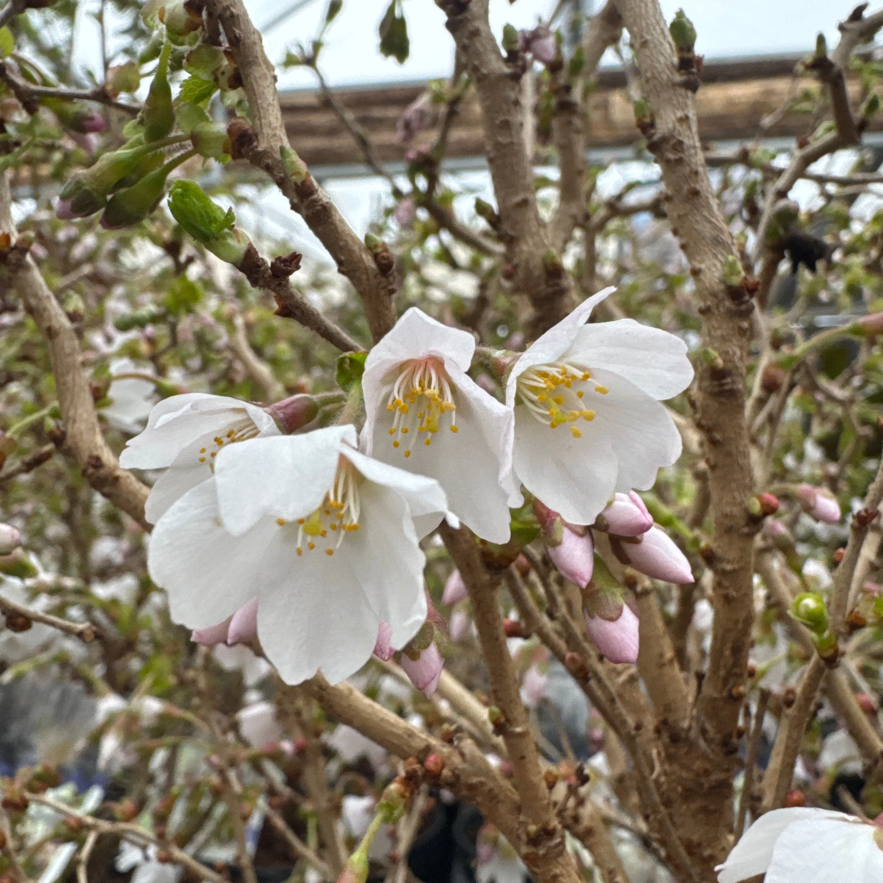 Prunus inc. Kojou-no-mai