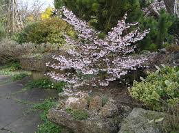 PRUNUS INCISA KOJOR-NO-MAI
