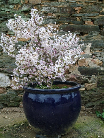 Prunus incisa Kojou-no-mai