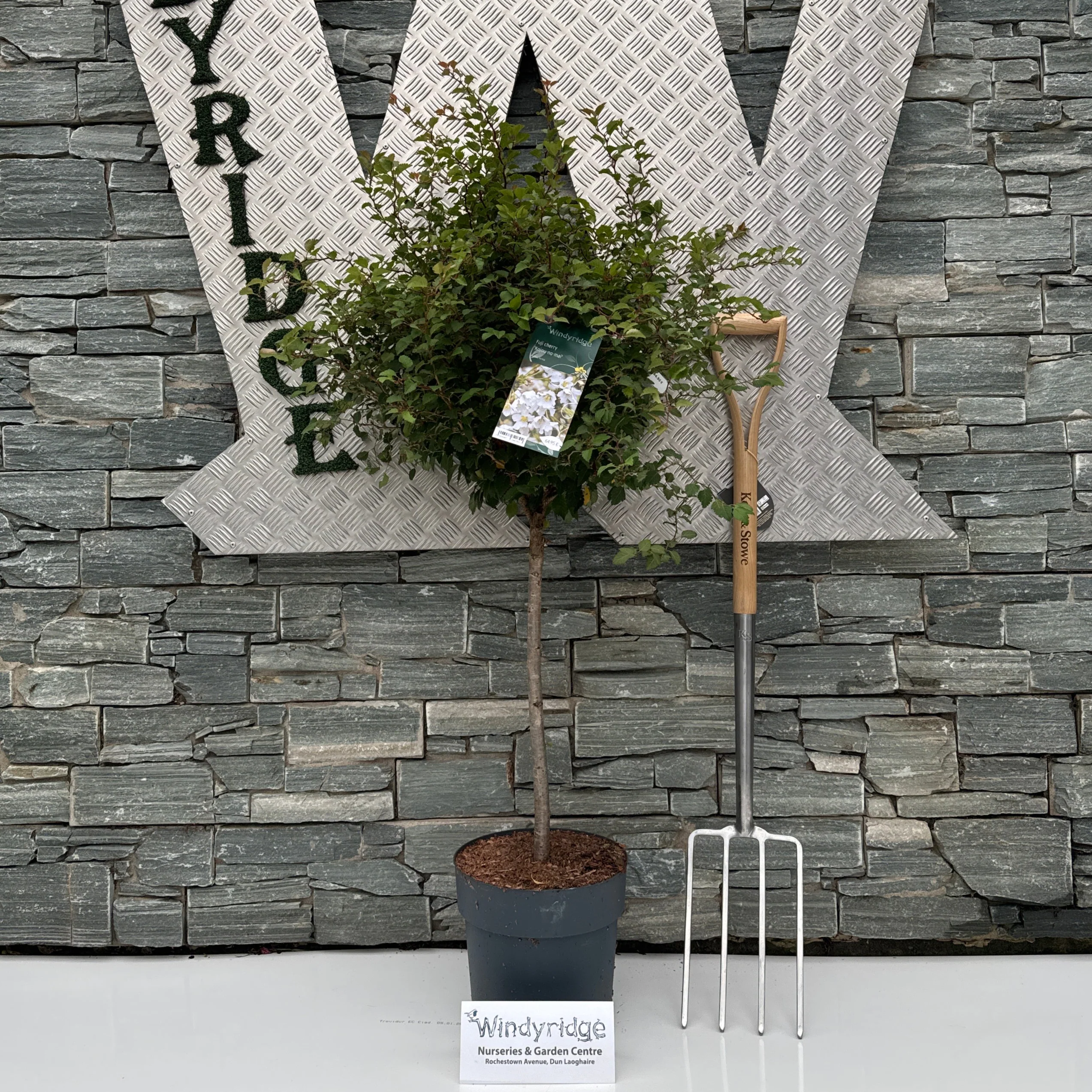 Prunus incisa Kojou-no-mai CAC