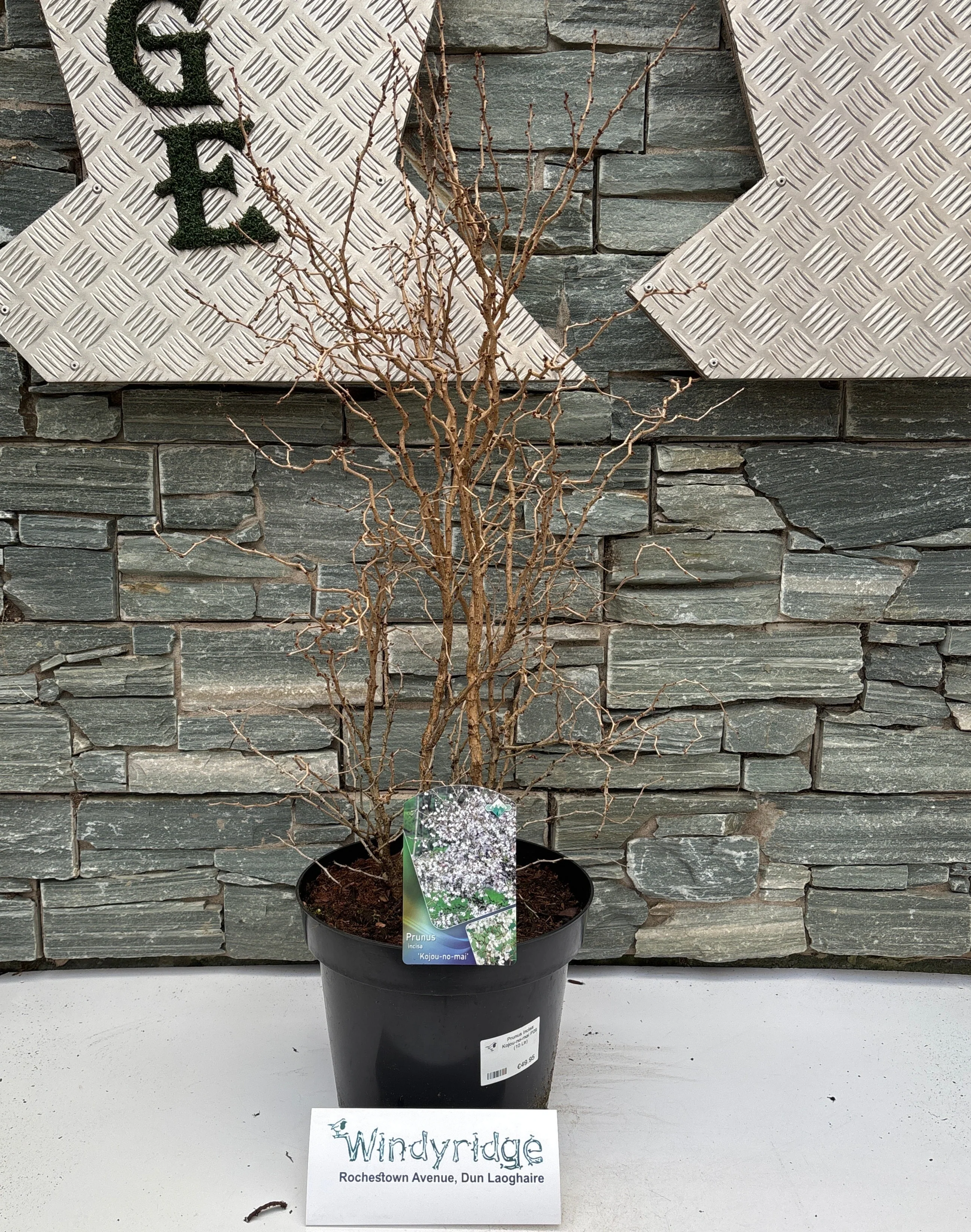 Prunus incisa Kojou-no-mai P29 (10 Ltr) - Image 2