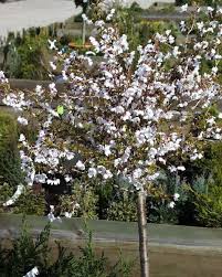 PRUNUS INCISA KUJOU-NO-MAI