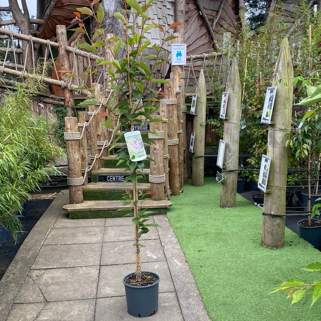 Prunus Kanzan