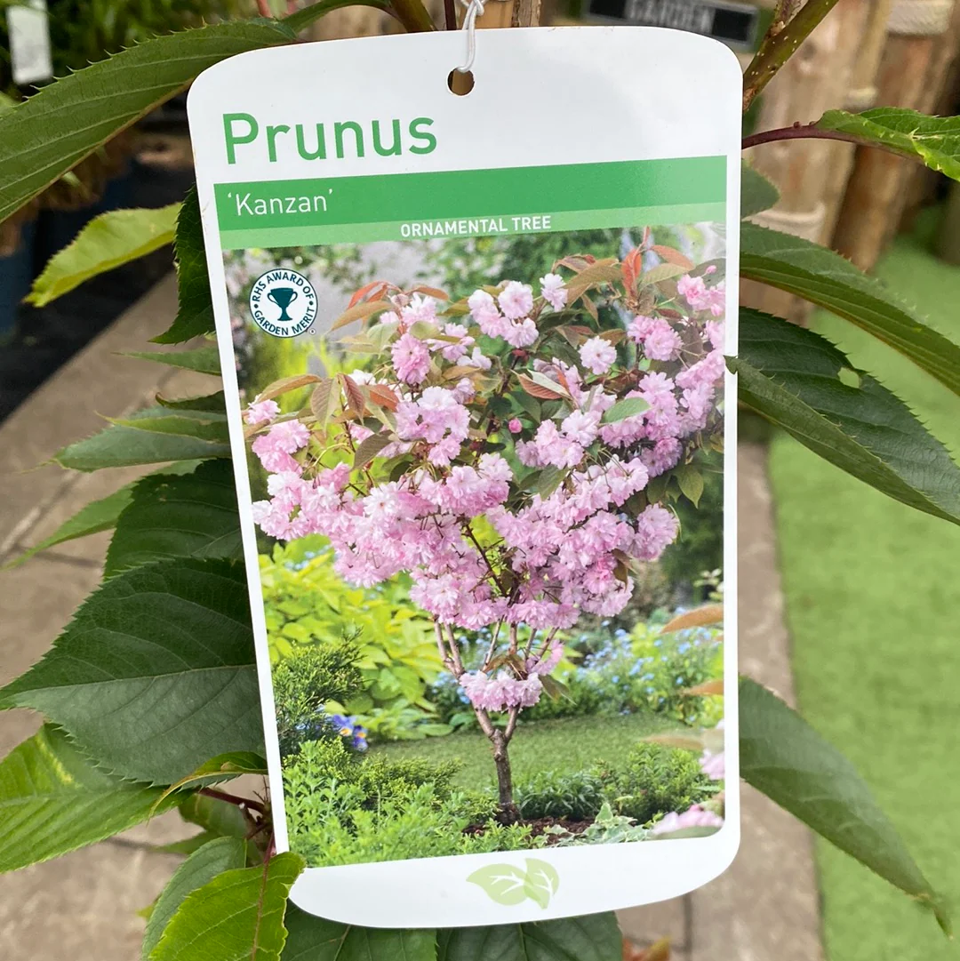 Prunus Kanzan - Image 2
