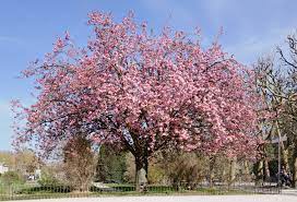 Prunus Kanzan - Image 3