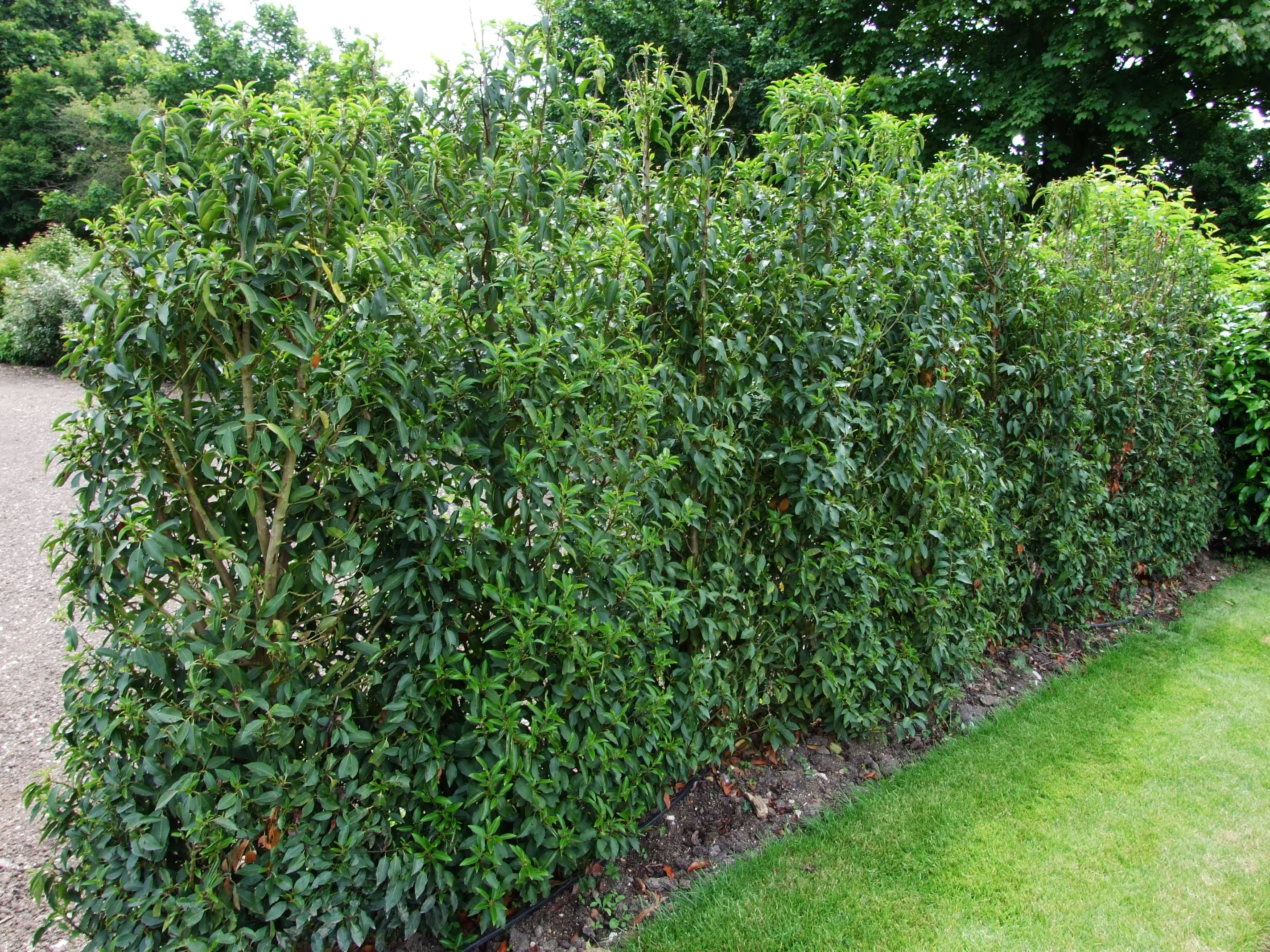 Prunus l. Angustifolia