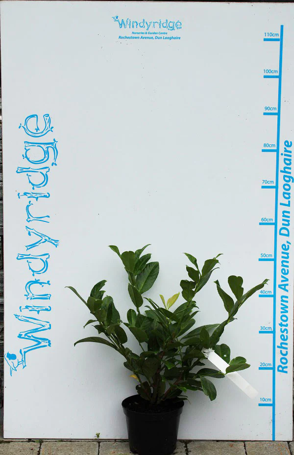 Prunus l. Rotundifolia 2L - Image 3