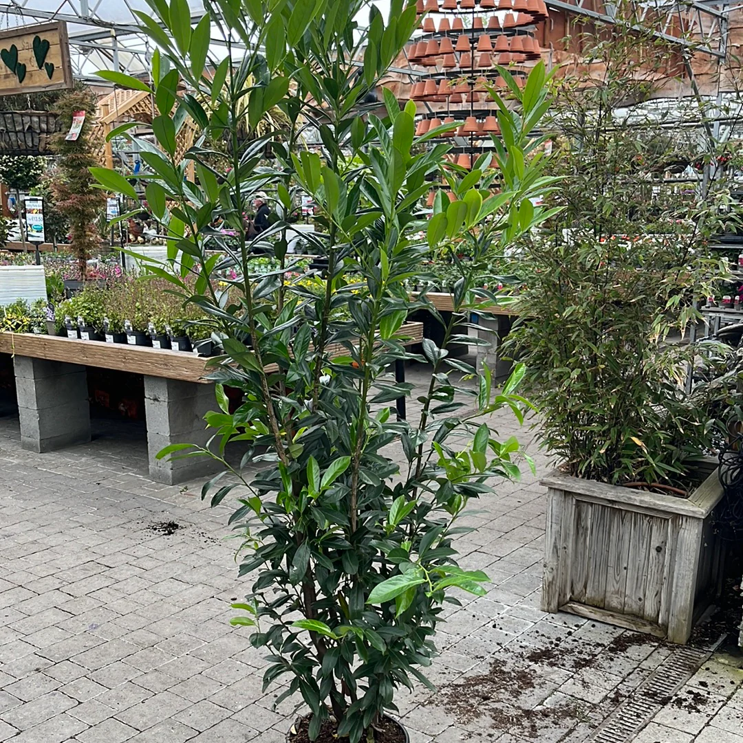 Prunus lau. Caucasica 200cm - Image 3