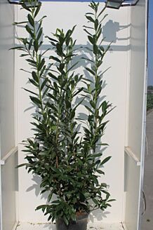 Prunus lau. Caucasica 200cm - Image 4