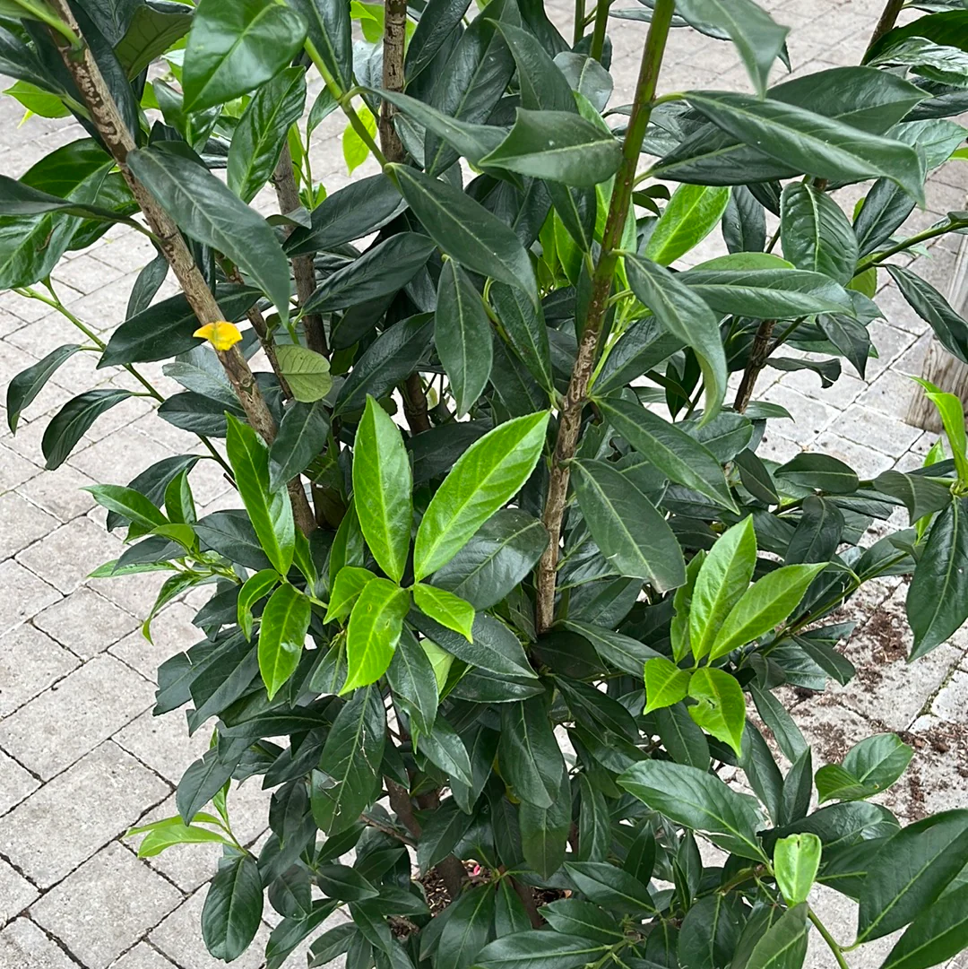 Prunus lau. Caucasica 200cm - Image 5