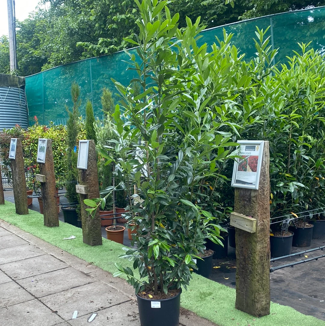 Prunus lau. Caucasica 200cm - Image 6