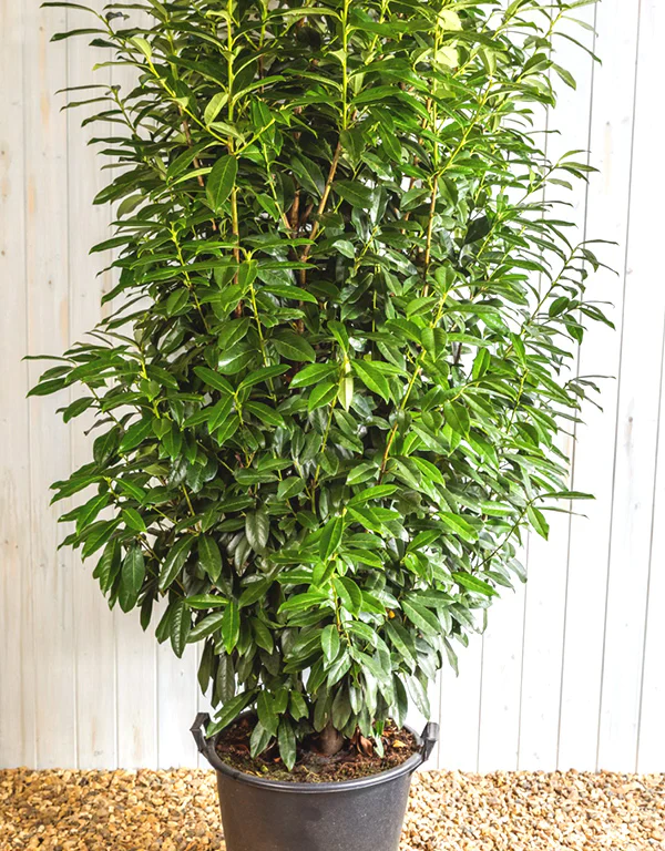 Prunus lau. Genolia