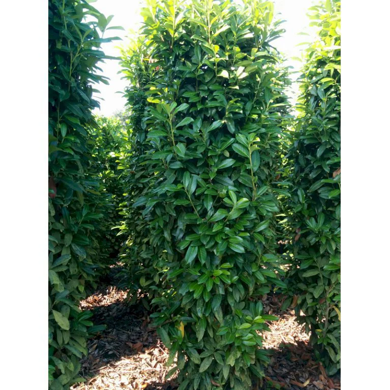 Prunus lau. Genolia - Image 2