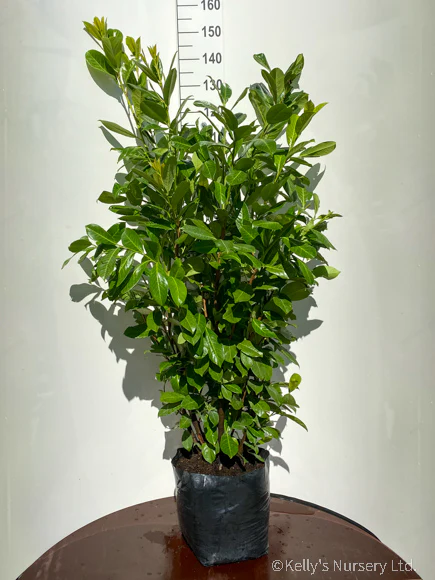 Prunus laur. 20ltr - Image 2